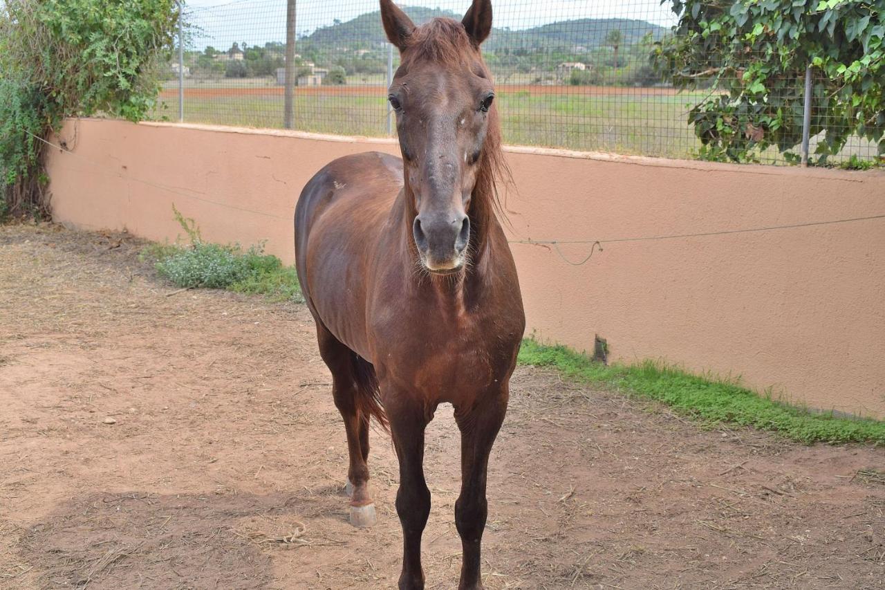 097 Son Fonto Etv5239 By Mallorca Charme Manacor (Mallorca)